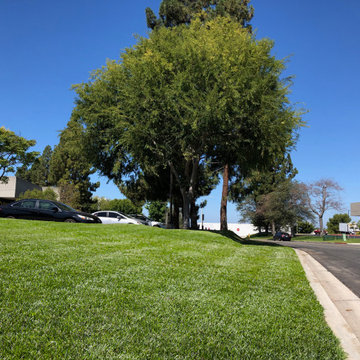 Healthy lawn in an office building's parking lot