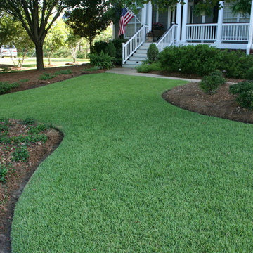 EMPIRE Zoysia