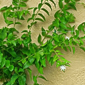 Garden Designs
