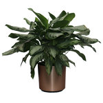 Scape Supply - Live 3' Aglaonema 'Silver Bay' Package, Bronze - The Aglaonema has been a staple indoor tropical plant for the past 30 years.  It is a perfect plant for a living room or office design idea.  The professional interior landscaper has been using this plant in malls, banks, and hotels as a "go to" leafy green shrub or bush for years. The 'Silver Bay' varietal has a larger leaf with a broad pointy tip usually consisting of a light color variation within the leaf that give it a distinctly individual look.   They are hearty with the right amount of light and like most plants indoors, like being watered once a week.  This plant works well in lower light conditions and can even maintain its' look under fluorescent lighting..