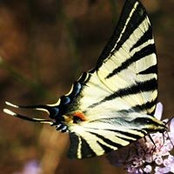 Danièle Venne's photo
