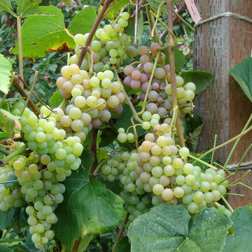 Permaculture/Farms