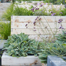 Succulent Mix