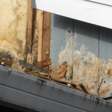 Dry Rot Repair
