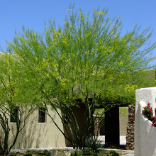 PV Tree
