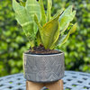 5" Pinwheel Ceramic Planter On Wood Stand,Glass Charcoal