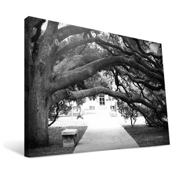Texas A&M University Aggies Century Tree Canvas Print