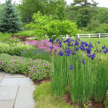 Rain Garden
