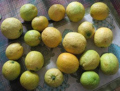 Lets see your citrus 2021 flowers fruits and harvests