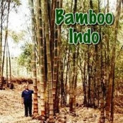 Bamboo Indo's photo