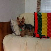 Leonard Lyons's photo