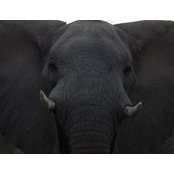Tom Beaudry's photo