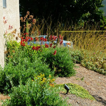 drought tolerant conversion with color