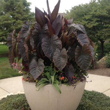 Summer Containers