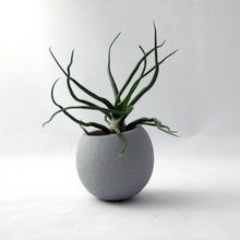 Plants & Flowers