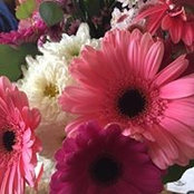 Stephanie Lipetzky's photo
