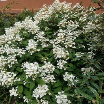 Small Urban Garden - Summer
