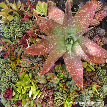 SUCCULENTS