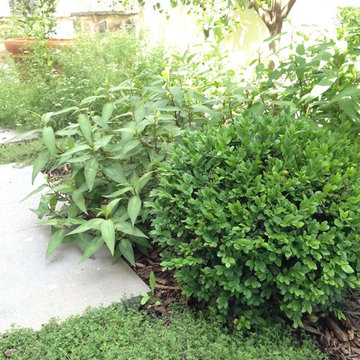 Rose Park Garden