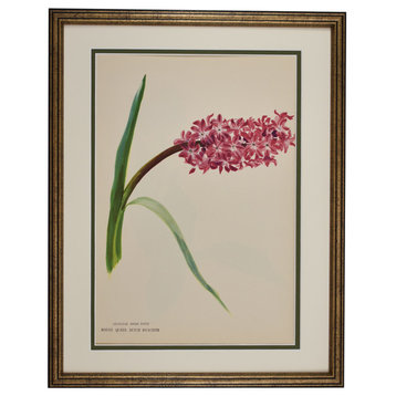Original Vintage Paris Botanical Flower Framed Print