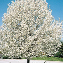 Kansas Gardens