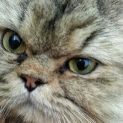 Chris Chan's photo