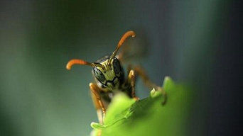 Best 15 Pest Control Services In Punta Gorda Fl Houzz