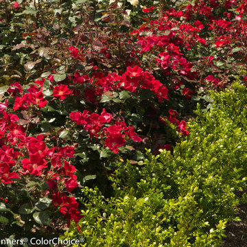 Landscape Roses