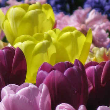 Bulbs