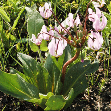 Dodecatheon meadia / shooting star