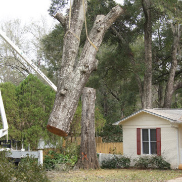 Tree Removal