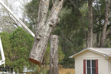 Tree Removal