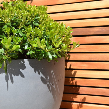 SW4 Contemporary Garden