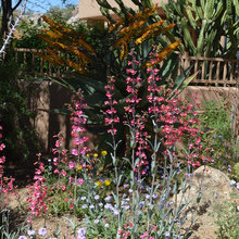Desert Garden