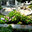 Phillips Landscape Group