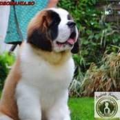Bogdan Hincu's photo
