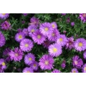 Melinda Spicher's photo