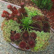 Succulent ideas