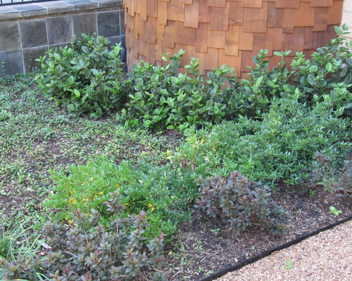 Backyard bird sanctuary