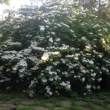 Doublefile viburnum