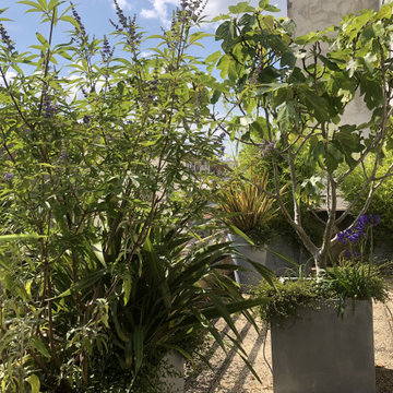 Aménagement paysager d'un rooftop à Malakoff