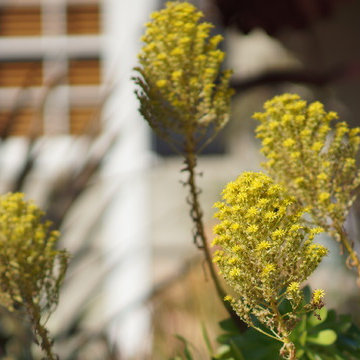 From English Garden to Drought Tolerant Xeriscape