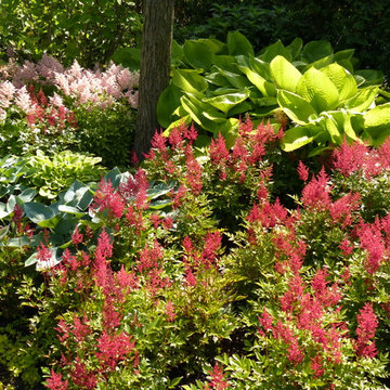 Northbrook Illinois Shade Garden in June