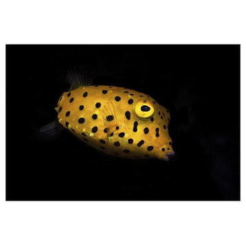 "Yellow Boxfish" Digital Paper Print by Barathieu Gabriel, 50"x34"