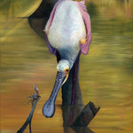 Allison Richter Wildlife Studio - Roseate Spoonbill Oil on Canvas Original Artwork, Spoonbill With Crab - "I See You"