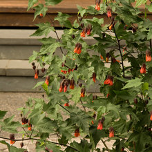 winter plants