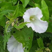 Judy O'Shea's photo