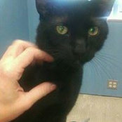 SudzyPaws Grooming's photo