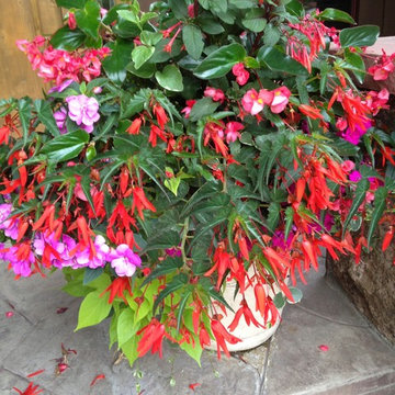 Gardening in the Shade