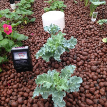 Aquaponics